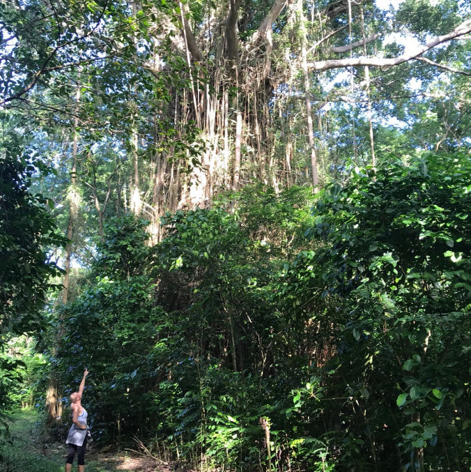 Banyan Trees